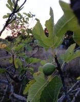 Join our off-grid eco project and family life in beautiful Istria, Croatia