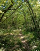 Join our off-grid eco project and family life in beautiful Istria, Croatia