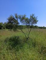 Join our off-grid eco project and family life in beautiful Istria, Croatia