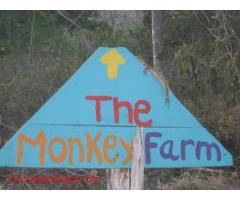 The Monkey Farm - Costa Rica