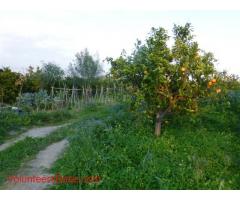 Help our little family farm among oranges and Etna in Sicily