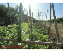 Help our little family farm among oranges and Etna in Sicily