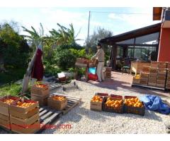 Help our little family farm among oranges and Etna in Sicily