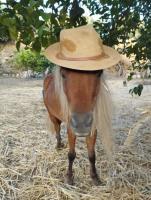 I need help to take care of our hoofed angels.