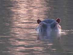 Help save the last hippos of Lake Sibaya, South Africa