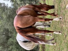 Help needed for Horse Sanctuary