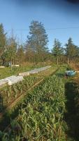 Huerto agroecologico Las cascadas :)