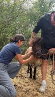 help needed on a new horse rescue