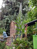 Companionship / Garden Help at House Beside the Beach