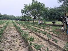 Language Exchange and Culture exchange and light farming