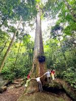 Sustainable Living & Regenerative Farming Project in Nova Friburgo, Brazil
