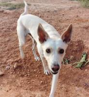 We need help renovating a pawsome old house in Galicia - Spain