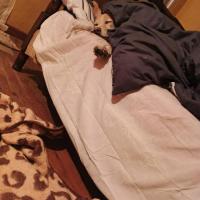 We need help renovating a pawsome old house in Galicia - Spain