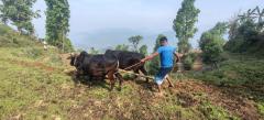 Peaceful family farm stay in the mountains of Nepal with cultural exchange