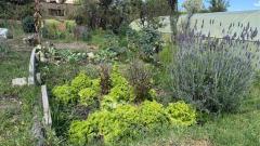 Eco-assistant: organic gardens and orchards