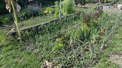 Eco-assistant: organic gardens and orchards