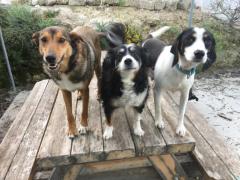 Rescued dogs and mini goats!