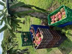Help need with dragon fruit harvest