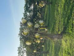 Help need with dragon fruit harvest