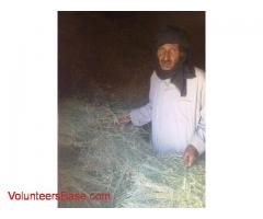 I need help in farm here in morocco