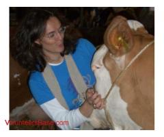 Learn all about dairy farming in Istanbul