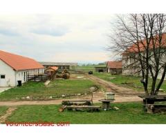 Helping out in a buffalo farm in Transylvania!