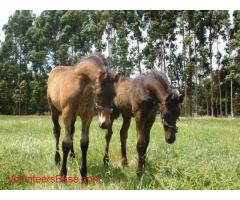 Horse Farm in Australia!