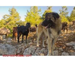 Volunteer at Har HaRuach Goat Farm, near Jerusalem!