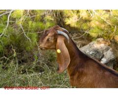 Volunteer at Har HaRuach Goat Farm, near Jerusalem!