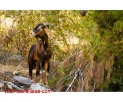 Volunteer at Har HaRuach Goat Farm, near Jerusalem!