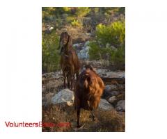 Volunteer at Har HaRuach Goat Farm, near Jerusalem!