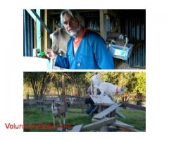 Help sought - gardening, wood-splitting, goat tending in Tasman, Nelson New Zealand