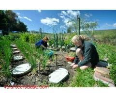 Help sought - gardening, wood-splitting, goat tending in Tasman, Nelson New Zealand