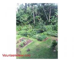 Rainforest Permaculture Hawaii