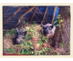 Community in New Hampshire seeking help with homesteads