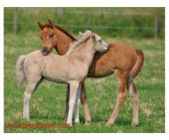 Help needed on a litte horsefarm in Hillerød, Denmark.  30 km north of CPH