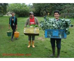 Come help with sustainable farming and vegetarian cooking at Varsana Eco Yoga Farm