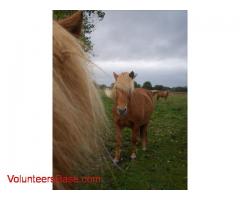 Horses, Ponys, all the day.... breaking in - in a gentle way.. you need horse skills