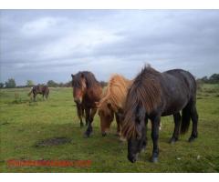 Horses, Ponys, all the day.... breaking in - in a gentle way.. you need horse skills