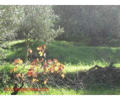 Help needed for olive harvest!