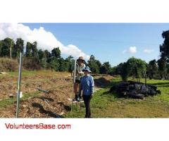 Help on Permaculture Farm near Innisfail, Far North Queensland.