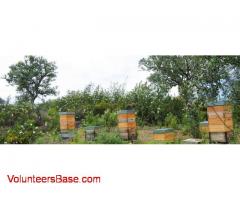 Beekeeping and essential oils distillery needs cosmetic knowledge sharing
