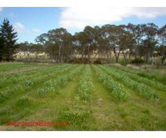 Help needed on A grade Organic Farm